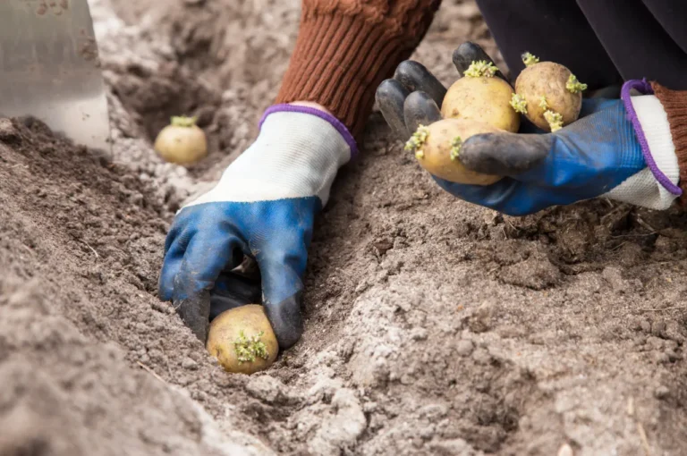 Potatoes Seeding
