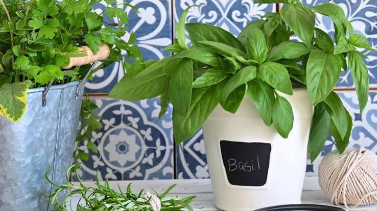 is basil a perennial